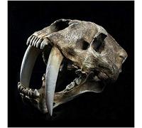 sjdoPulse Smilodon Sabertooth Tiger Skull Model - 1:1 Life Size Animal Skull Head Model - Lifelike Smilodon Sabertooth Tiger Replica - for Veterinary's Study Teaching,Decoration Art Collection (A)