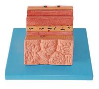 sjdoPulse Stomach Wall Enlargement Model Digestive System Model - Human Organ Models Gastric Anatomical Model - for Medical Teaching Display Medical Model,Lab Equipment