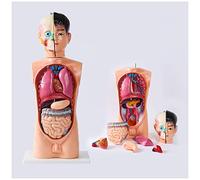 sjdoPulse Torso Model - 62Cm Anatomical Medical Torso Model -Detachable 8 Parts - Removable Brain And Heart - for Study Display Teaching Medical Model