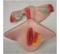 sjdoPulse Uterus Anatomical Model Female Reproductive System Model Anatomy Model Uterus Model for Medical Anatomical Family Planning Model, Medical Educational Training Aid (A)