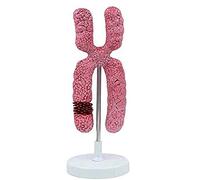 sjdoPulse X Chromosome Model-Meiotic Middle School Biology Teaching Experiment Teaching Aids Medical Organelle Submicrostructure