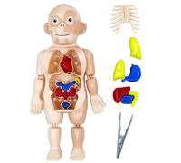 Sjfbebsy Human Body Model, Kids Anatomy Toy DIY Assembly Science Learning Model with Internal Organs Limbs Educational Toy