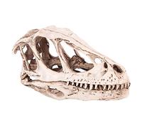 Skelet Velociraptor Skull 18×11×9 Resin Dinosaur Skull Model Simulated Animal Skeleton Decor Craft Teaching Prop Model Dinosaur Models for Adults