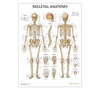 Skeletal Anatomy Poster/Chart 45x60cm, 18 x 24 Inches, Skeleton Diagram, Medical Anatomy, Human Skeleton Poster