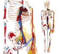 Skeletal Frame Model for Medical Training with Vascular and Nervous, Includes Muscle Origin and Insertion Points