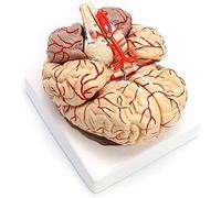 , Skeletal Model, Educational Doll, 1:1 Model Of Human Brain, Arteries, Anatomy, Organs, Teaching Medical Demonstration