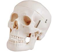 , Skeletal Model, Educational Human Skull Adult Active Cap Demonstration Anatomy, Scientific Experiment