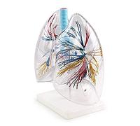, Skeletal Model, Heart Lung Transparent Human Bronchial Tree, Anatomy, Thoracic Surgery, Model