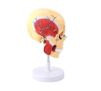 Skeletal Model, Human Brain Organ Structure Model, Anatomical Model, Muscle Nerve Model, Vein Model