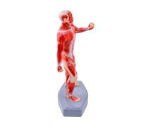 Skeletal Muscle Anatomy Model Detailed Medicals Teaching Tool with Accurate Muscle Identification for Study Use Full Body Model