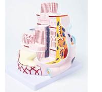Skeletal Muscle Fiber Anatomy Model, 40,000× Enlarged Structure with Collagen Mesh, Educational Model for Biology and Anatomy Teaching