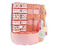 Skeletal Muscle Fiber Model for Human Anatomy - 40,000X Zoom Microanatomy Science Model