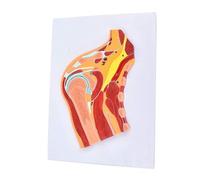 Skeletal Muscle Medical Joint Anatomy Model Human Shoulder Joint Model Skeleton Teaching for Educational Train Aid Teaching molds