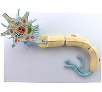 Skeletal Neuron Model - Anatomical Structure of Neuronal Somatic Cell with Nerve Fiber Extension - Medical Brain and Neurological Model for Educational Use