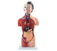 Skeleton 42Cm Female Human Torso Anay Model Human System Organ Anaical Model for Teaching Resources Detachable 15 Parts Advanced Painted 42Cm (Color : Advanced Painted Size : 4