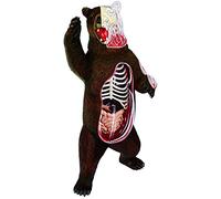 Skeleton Anatomical Model - Educational Didactic Organ Representation for Anatomy Learning