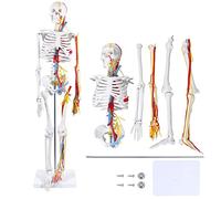 Skeleton Anatomy Model 85Cm,Human Skeleton Model Medical Painted Anatomy Skeleton with Heart Nerves Arteries Removable A
