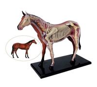 Skeleton Anatomy Model Assembly Horse Anatomical Model Medical Animal Models Removable 26 Organs Body Parts Veterinary Medical Teaching Biology Teaching Veterinar