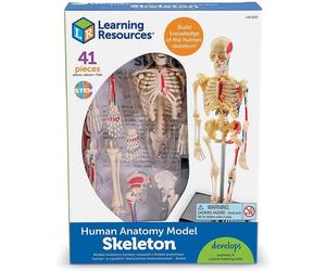 Skeleton Anatomy Model - Build knowledge of the human skeleton