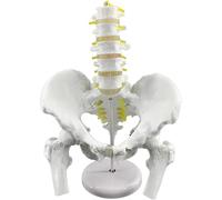 Skeleton Anatomy Model, Five Section Lumbar Pelvis Model, Including Hip Bone, Sacrum, Coccyx and Lumbar Spine (with Half Leg), The Half Leg Can be Easily Removed and Installed