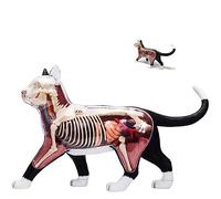 Skeleton Assembly Model Internal Organs Anatomy Cat Black And White 4D Animal Education Simulation Detachable Model Puzzle Organ Anatomy