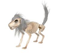 Skeleton Dog Decoration - Realistic Animal Model Figurine, Flexible Skull Halloween Prop With Hair | Spooky Yard Lawn Ornament | Indoor Outdoor Horror Display For Haunted House Garden Porch Setup