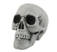 Skeleton Head for Halloween Decorations Life Size Human Skull Head Model 1:1 Replica Realistic Skull Skeleton Bone for Halloween Home Graveyard Outdoor Spooky Decor, 20 x 15 CM