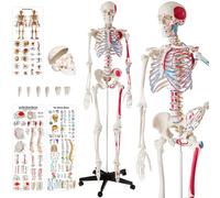 Skeleton Human Skeletal System Anatomical Life Size Model Muscle Labels Poster