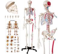 Skeleton Human Skeletal System Life Size Model Muscle Labels Anatomical Poster