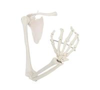 Skeleton Model Adult Right Arm Model Posable Skeleton Hand Arm Bone Plus Clavicle Scapula Human Hand Bone for Teaching Teaching molds