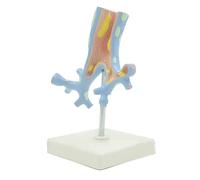 Skeleton Model Anatomy model Human Body Model Human Respiratory System Model Pathological Anatomy Model with Stand Human Organ Model for Physiology Education Scientific Research