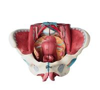 Skeleton Model, Female Pelvic Model With 4-Detachable Parts, Of Human Body, Reproductive Organs, For Teaching And Learning
