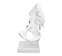 Skeleton Model For Studying, Human Hip Joint Professional Hip Bone Model Joint Teaching Skeleton