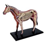 Skeleton Model Horse Anatomy Model, 4D Vision Human Puzzle Assembling Biology Animal Body Toy Medical Teaching