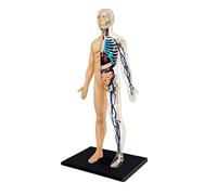 Skeleton Model Human Model Human Internal Organs Organs Model Neurovascular Teaching Anatomy Model Removerable Human Torso Anatomy Model