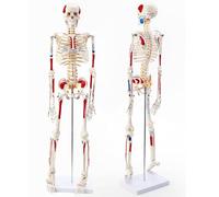 Skeleton Model Includes Muscle Starting & Ending Points,Human Full Body Skeleton Model Teaching Resource, Includes Intervertebral Discs Nerves and Bones, Medical Student Study Teaching
