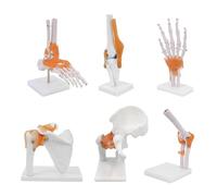 Skeleton Model Joint 6-Piece Set - Life Size Anatomy Teaching Aid for Study and Display