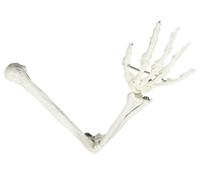 Skeleton Model - Upper Extremity Bones with Articulated Hand for Science Teaching Demonstration and Display