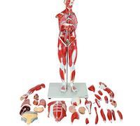 Skeleton Model with Muscles and Organs - 27 Natural Average Size Anatomy Figure for Educational Use