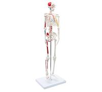 Skelett24.de Mini Skeleton 85 cm with Muscle Painting