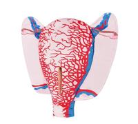 Skillssist Cloth Uterus Incision Model, Fabric Female Pregnancy Uterine Incision Model, 3D Vascular Structure, Obstetrics and Gynecology, Medical Education Training （Vertical incision）