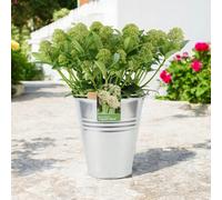 Skimmia Japonica Fragrant Cloud 5L Pot Evergreen Scented Shrub Garden Plant