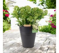 Skimmia Japonica Fragrant Cloud 5L Pot Evergreen Scented Shrub Garden Plant