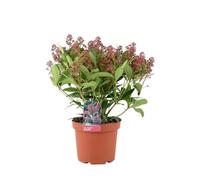 Skimmia Japonica Rubella 5L Pot Evergreen Shrub With Red Winter Buds Garden Plant