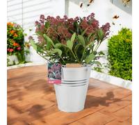 Skimmia Japonica Rubella 5L Pot Evergreen Shrub With Red Winter Buds Garden Plant