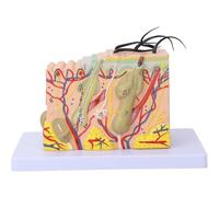 Skin Anatomical Model, 35X Enlarged Skin Layer Structure Anatomy Model with Hair for Science Classroom Study Teaching Display Medical Model