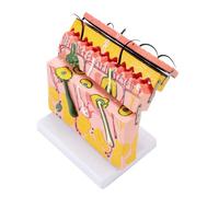 Skin Anatomical Model 70X Enlarged Human Structure Anatomy Teaching Tool for Science Study