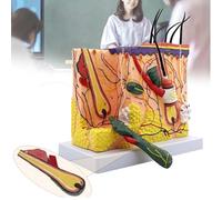 Skin anatomy model 70 times magnified skin anatomy model detachable with hair skin structure model suitable for science classroom learning display teaching