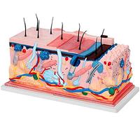 Skin Anatomy Model, Human Skin Tissue Structure, Made of Synthetic Resin Material, Biology with Pores and Hair for Scie