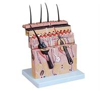 Skin Cross Section Model for Human Anatomy - Teaching Aid for Education | Detailed Skin Cross Section Model for Human Anatomy - Ideal Teaching Aid for Students and Professionals in Education Settings
